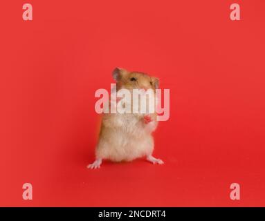 Cute little fluffy hamster on red background Stock Photo