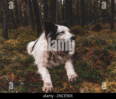 An old white dog of the Yakut Laika breed lies yawning in the spruce forest of Yakutia in autumn. Stock Photo