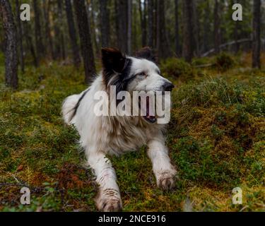 An old white dog of the Yakut Laika breed wearily lies yawning in the spruce forest of Yakutia in autumn. Stock Photo