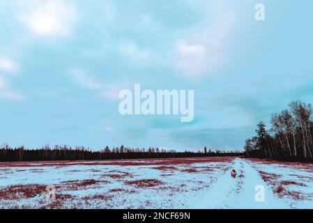 Abstract cyberpunk style photo of an old white dog of Yakut Laika breed walking along a snowy road in Siberia. Stock Photo