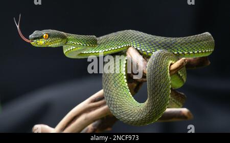 Green viper snake in close up Stock Photo