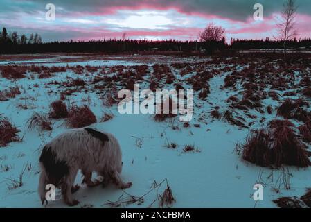 Abstract cyberpunk style photo of a white dog of the Yakut Laika breed walking through a snowy field at sunset. Stock Photo