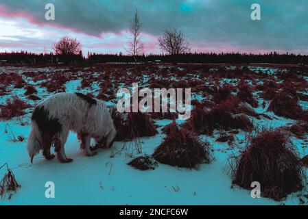 Abstract photo in cyberpunk style white dog breed Yakutian Laika standing in a snowy field at sunset. Stock Photo