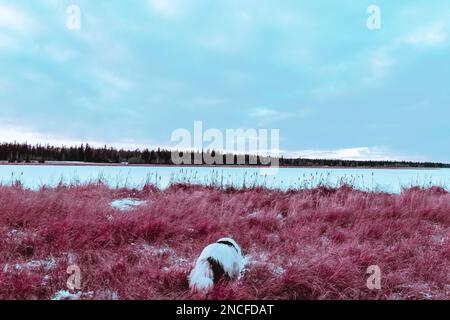 Abstract photo in cyberpunk style white dog breed Yakutian Laika standing in a snowy field. Stock Photo