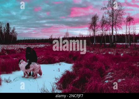 Abstract cyberpunk style photo of a girl playing with a white dog in the snow in a field in Yakutia during the day at sunset. Stock Photo