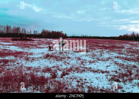 Abstract cyberpunk style photo of a girl playing with a white dog in the snow in a field in Yakutia in the evening at sunset. Stock Photo
