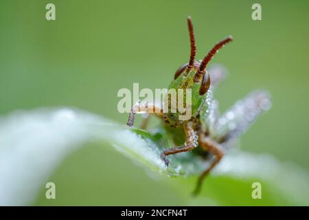 Meadow grasshopper Stock Photo