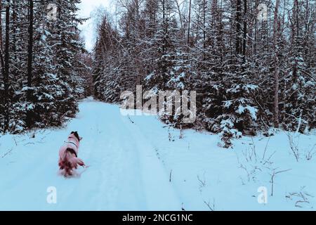 Abstract cyberpunk style photo of a white dog in the snow on the road to the forests in Yakutia among spruce trees. Stock Photo