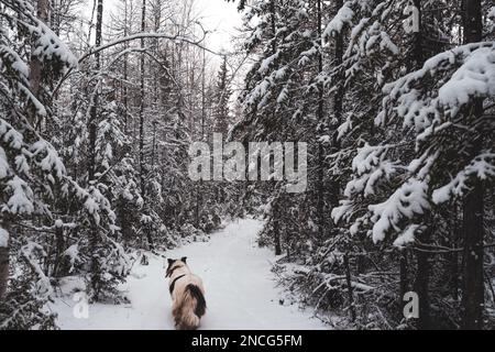 An old white dog of the breed Yakutian Laika looks on the road in a ...