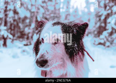 Abstract cyberpunk style photo of the face of an old white dog in the snow in the forest of Yakutia during the day. Stock Photo