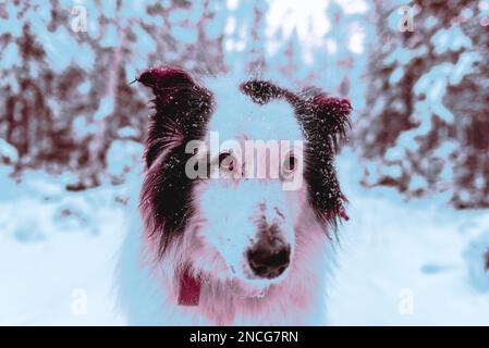 Abstract photo in cyberpunk style of the face of an old white dog in the snow in the forest of Yakutia. Stock Photo