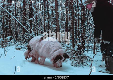 Abstract cyberpunk style photo of a girl playing with a white dog in the snow in the forest of Yakutia during the day. Stock Photo