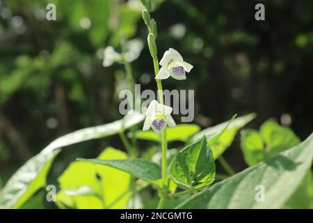 Asystasia gangetica is a species of plant in the family Acanthaceae. It is commonly known as the Chinese violet, coromandel or creeping foxglove. Stock Photo
