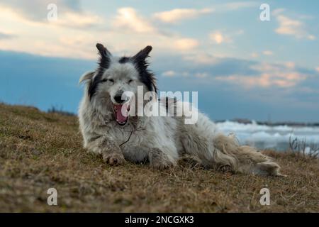 An old white dog alone lies yawning with its mouth wide open on the shore on the grass near the spring river with ice in Yakutia in Siberia under the Stock Photo
