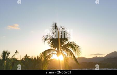 As the sun begins to dip below the horizon, casting its final golden rays across the sky, a single palm tree stands tall and proud against the fiery b Stock Photo