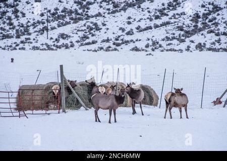 Cow elk depredating or feeding on a haystack in Montana, USA Stock Photo