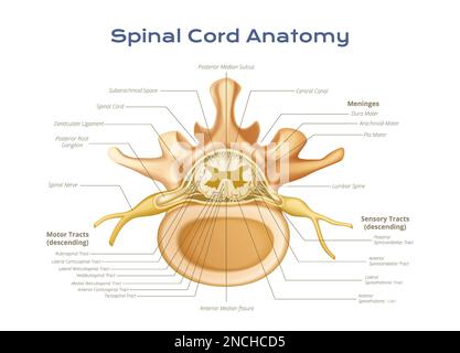 Vertebrae spinal cord anatomy infographics with scientific image of ...