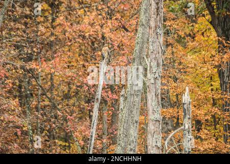 Red-shouldered hawk sits on a stump against an autumn deciduous forest, huntley meadows park, Virginia, USA Stock Photo