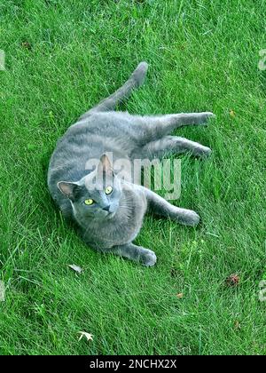 A cute Russian blue cat laying on the green grass Stock Photo