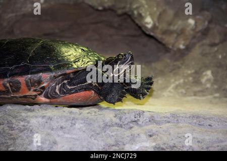 A captive painted turtle at the Aquarium at Virginia Beach, Virginia