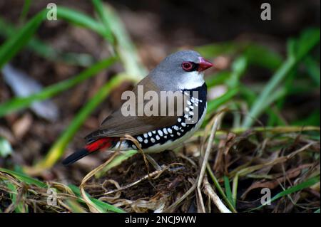 Diamond Firetail Finches (Stagonopleura Guttata) are quite common in the woodlands of Victoria and NSW, Australia - except in the Melbourne area. Stock Photo