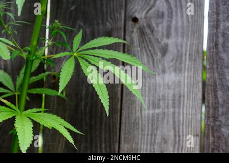 The leaves on the trunk of the wild plant hemp marijuana green on a rustic background of the fence. Stock Photo