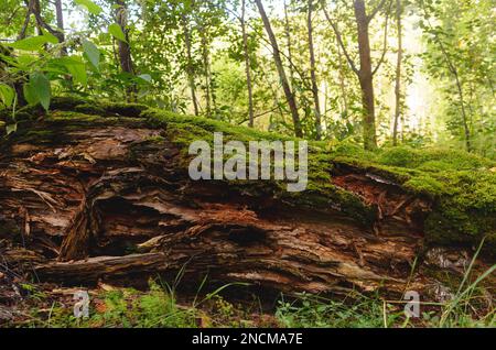 The old rotten wood lying in the forest covered with moss of birch trees and grass. Stock Photo