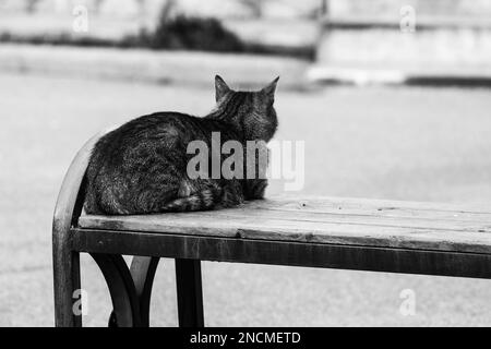 cat sits on a bench near the house Stock Photo