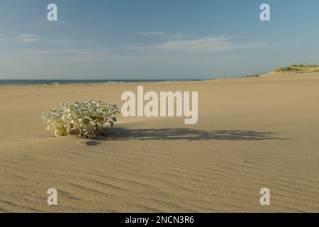 Beautiful natural life, pioneer beach plant, Sea Pumpkin, Arctotheca populifolia, coastal dune plants, minimal landscape, seashore ecology, growth Stock Photo