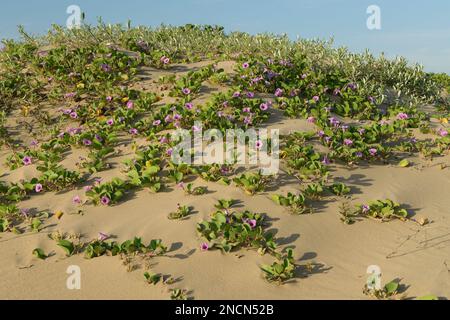 Beautiful dune pioneer plant, Beach Morning Glory, Ipomoea pescaprae, South Africa, coastal vegetation, seashore ecology, beauty in nature, growth Stock Photo