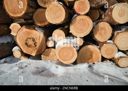 Pile of pine wood log trunks in winter Stock Photo