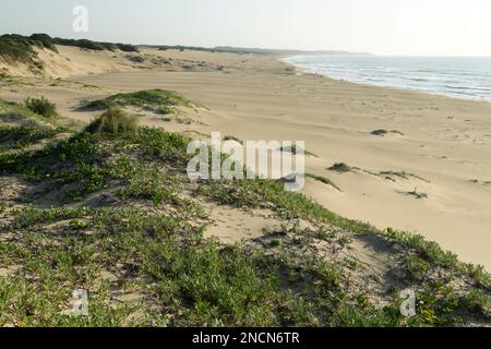 Beautiful beaches, coastal landscape, Muntanzini, KwaZulu-Natal, South Africa, nature travel destination, no people, empty beach, pioneer dune plants Stock Photo