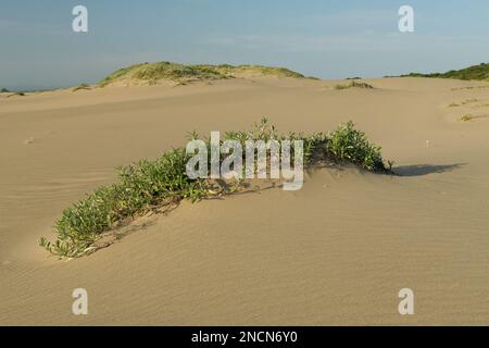 Beautiful pioneer plant growing on beach dune, Common Gazania, Gazania krebsiana, Muntanzini, South Africa, beauty in nature, minimal landscape Stock Photo