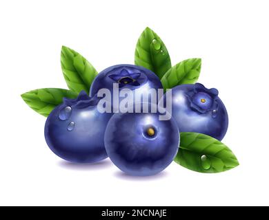 Fresh blueberries with water drops and green leaves on white background realistic vector illustration Stock Vector