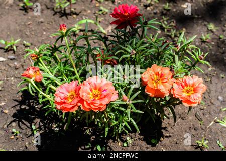 Vivid green fresh leaves and orange flowers of Portulaca grandiflora plant, commonly known as purslane, rose moss, eleven o'clock, Mexican, sun or roc Stock Photo