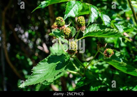 Many delicate small green fruits on large blackberry bush in direct sunlight towards clear blue sky, in a garden in a sunny summer day, beautiful outd Stock Photo