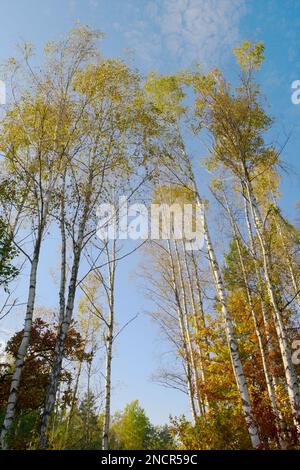 Birch trees in autumn colors against blue sky. Group of tall Betula trees growing in forest. Swietokrzyskie Mountains, Poland. Stock Photo