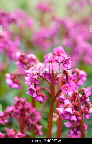 Bergenia cordifolia Eroica, elephant's ears Eroica,  evergreen perennial, purple-pink flowers on tall, red stems, Stock Photo