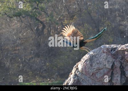 A wild male peacock taking off into flight from a rock with its wings outstretched in a forest in Ranthambore, Rajasthan India Stock Photo