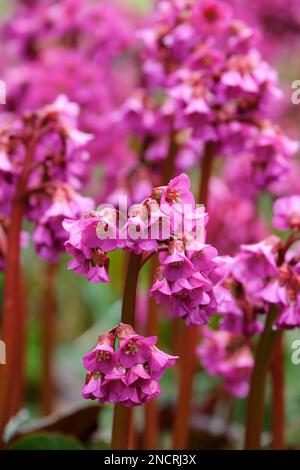 Bergenia cordifolia Eroica, elephant's ears Eroica,  evergreen perennial, purple-pink flowers on tall, red stems, Stock Photo