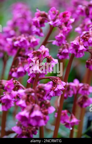 Bergenia cordifolia Eroica, elephant's ears Eroica,  evergreen perennial, purple-pink flowers on tall, red stems, Stock Photo