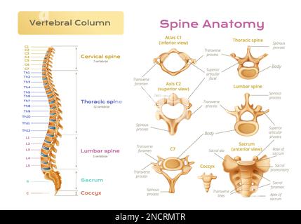 Vertebrae spinal cord anatomy infographics with medical educational ...