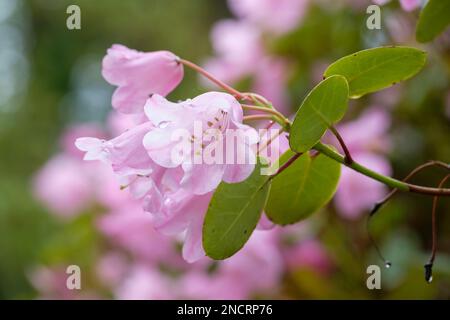 Rhododendron Temple Bells, Rhododendron Temple Belle, evergreen, clusters of bell-shaped, clear pink flowers Stock Photo