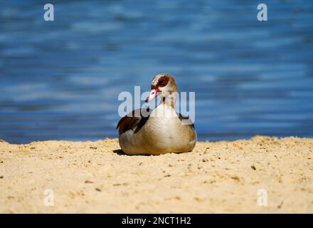 Resting Egyptian goose on sandy ground at the bank. Water bird at the lake. Alopochen aegyptiaca. Stock Photo