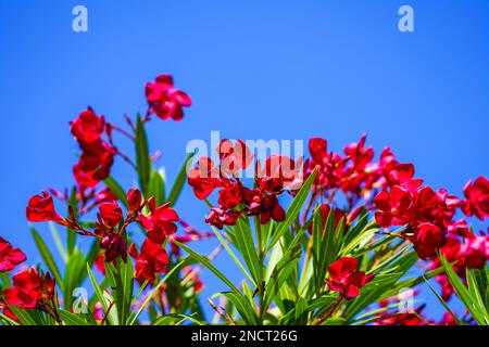 Red blooming oleander with blue sky background. Nerium oleander. Stock Photo