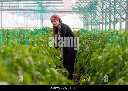 Erzincan, Turkey, August 2, 2022: growing pepper seedlings in greenhouse Stock Photo