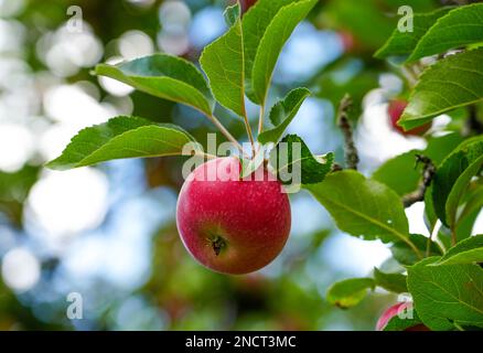 Red ripe apple on the apple tree. Fresh fruit hanging on a branch. Stock Photo