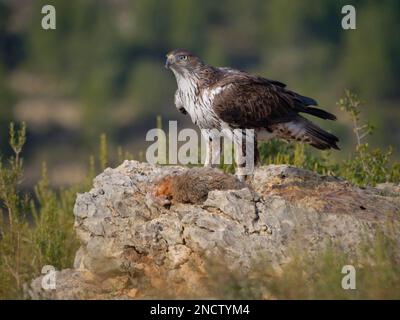 Bonellis Eagle  male with prey (Red Legged Partridge) Aquila fasciata Valencia, Spain BI035384 Stock Photo