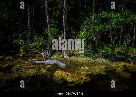 American alligator (Alligator mississippiensis) lying down in cypress tree swamp, Big Cypress national reserve, Florida, United States. Stock Photo