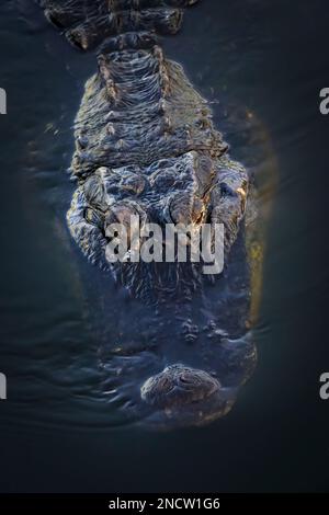 American alligator (Alligator mississippiensis) close up in dark water, seen from above, Big Cypress national reserve, Florida United States. Stock Photo